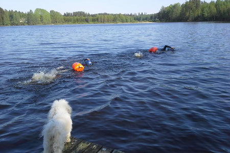 Chien aboyant après un nageur dans un lac